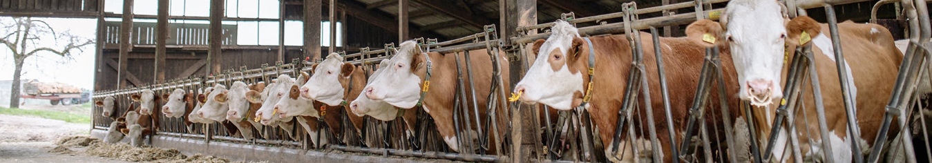 surgichem veterinary services nairobi kenya